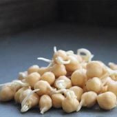 Garbanzo Sprouting Beans SS11-50_Base